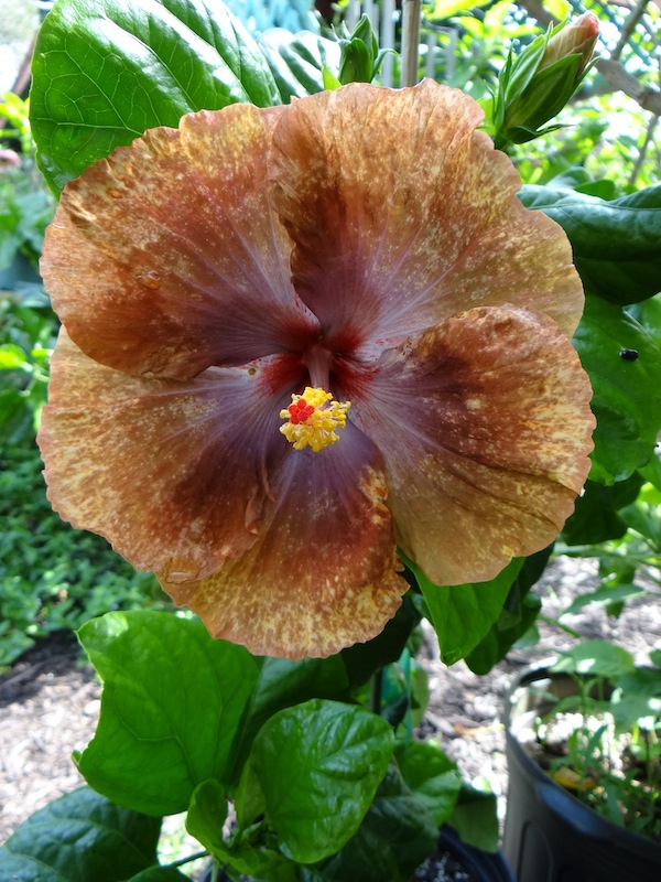 Hibiscus Tahitian Sophistication