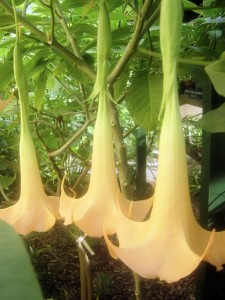 Brugmansia Cuba