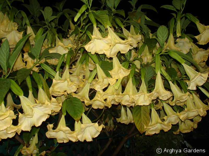 Brugmansia Jean Pasko