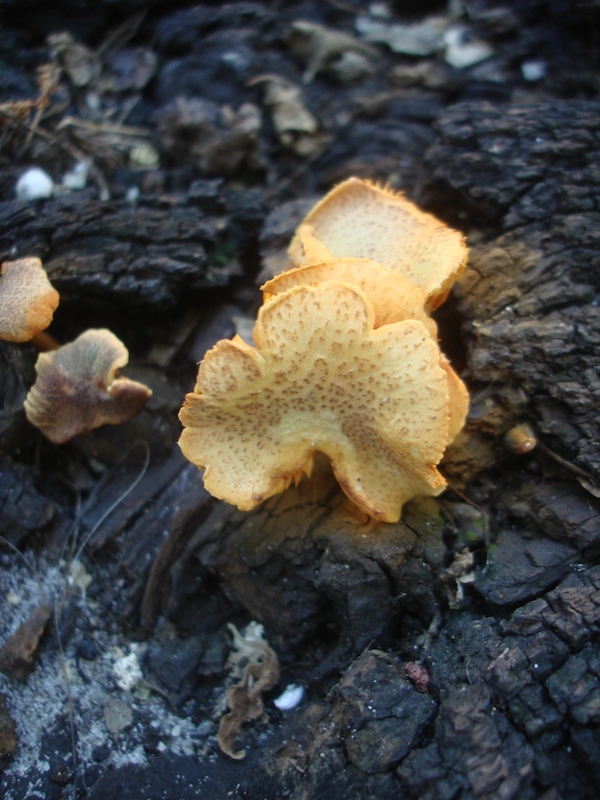 An Interesting Fungus