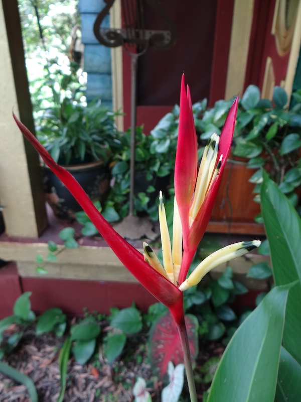 Heliconia psittacorum Strawberry and Cream