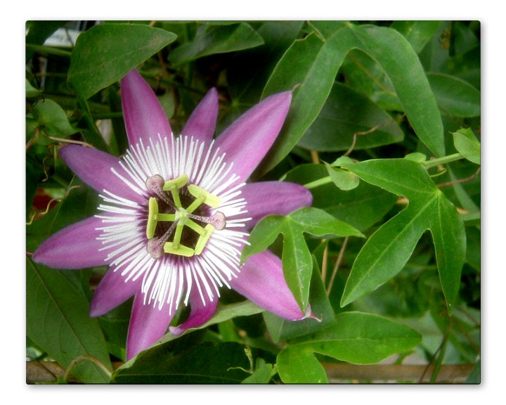 Passiflora Violacea Form 3