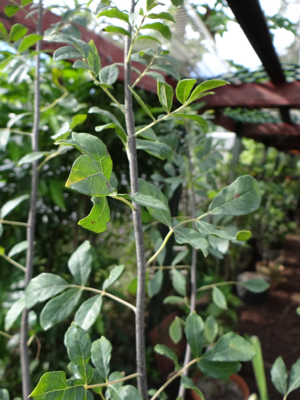 TREES – Arghya Gardens