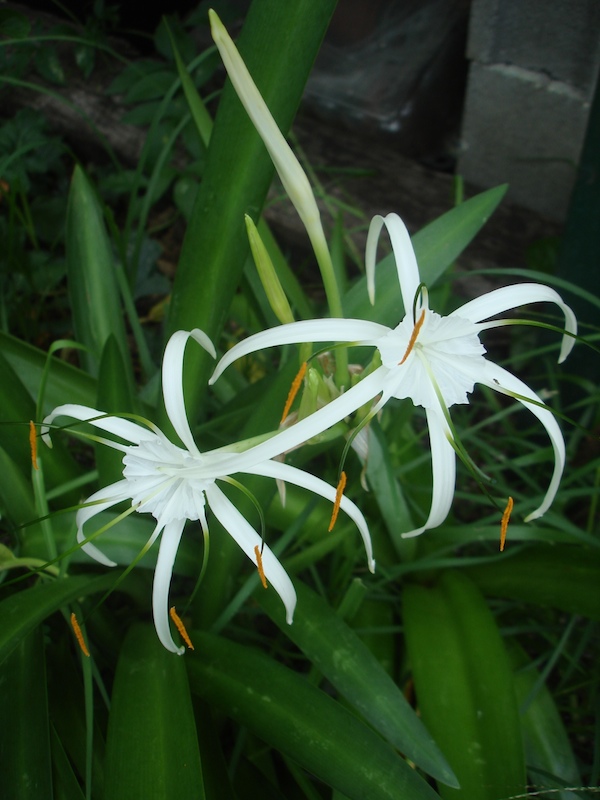 Hymenocalis Lily
