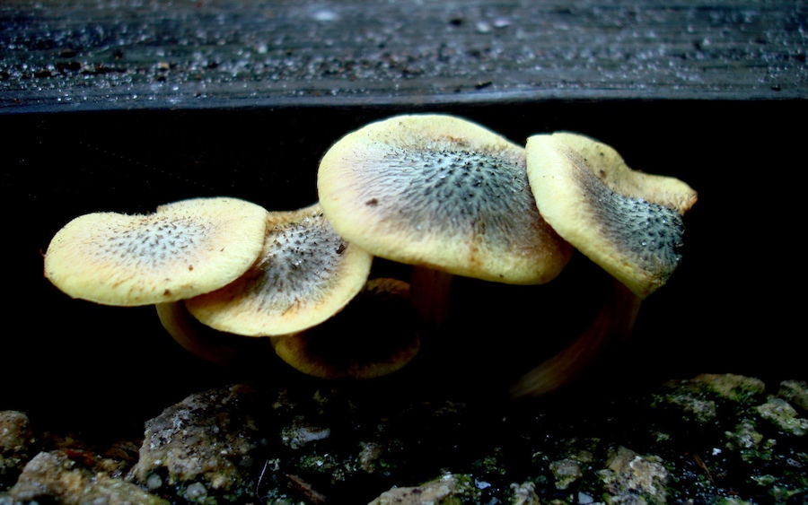 More mushrooms!