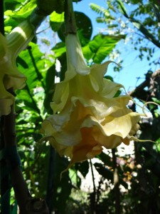 Brugmansia Borner Gold