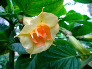 Brugmansia Angels Goldface