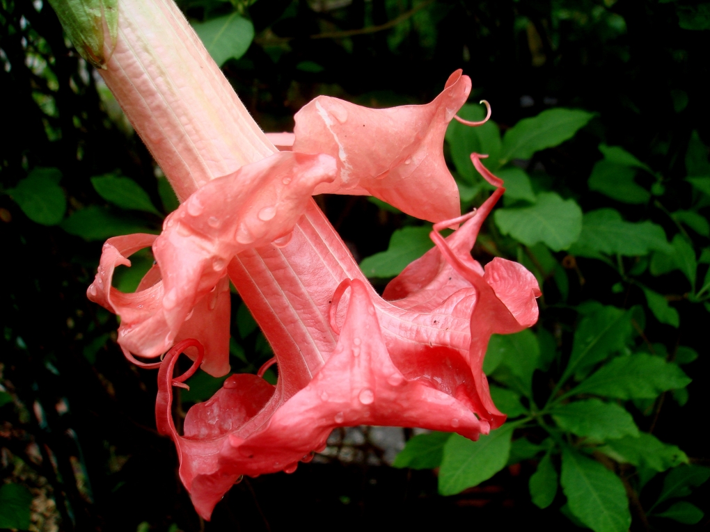 Brugmansia Dolas Rosenresli