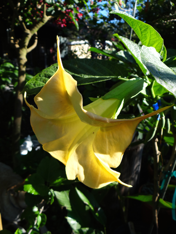 Brugmansia El Dorado