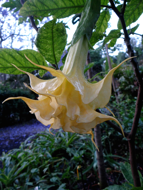 Brugmansia Herbstzauber