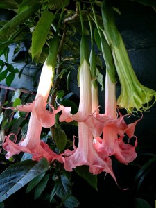 Brugmansia Angels Exotic