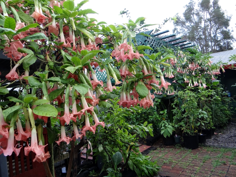 Brugmansia