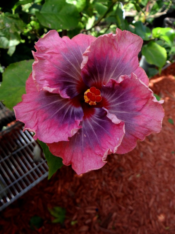 Hibiscus Tahitian Star Queen Nebula