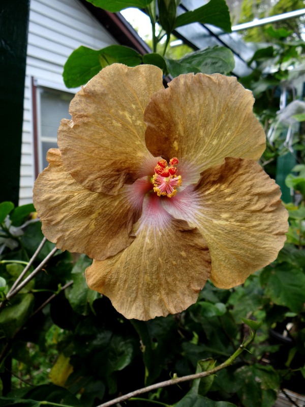 Hibiscus Thunder Egg