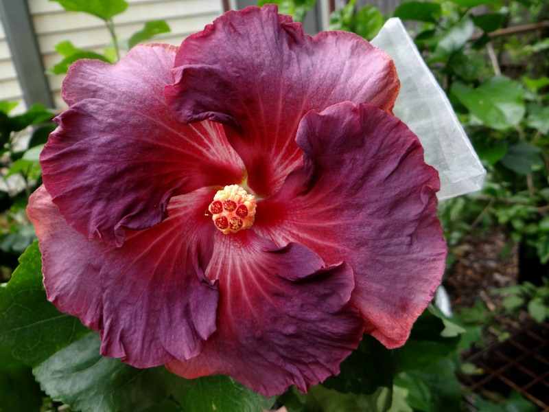 Hibiscus Violetta