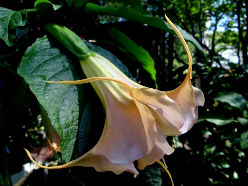 Brugmansia Georgia Peach