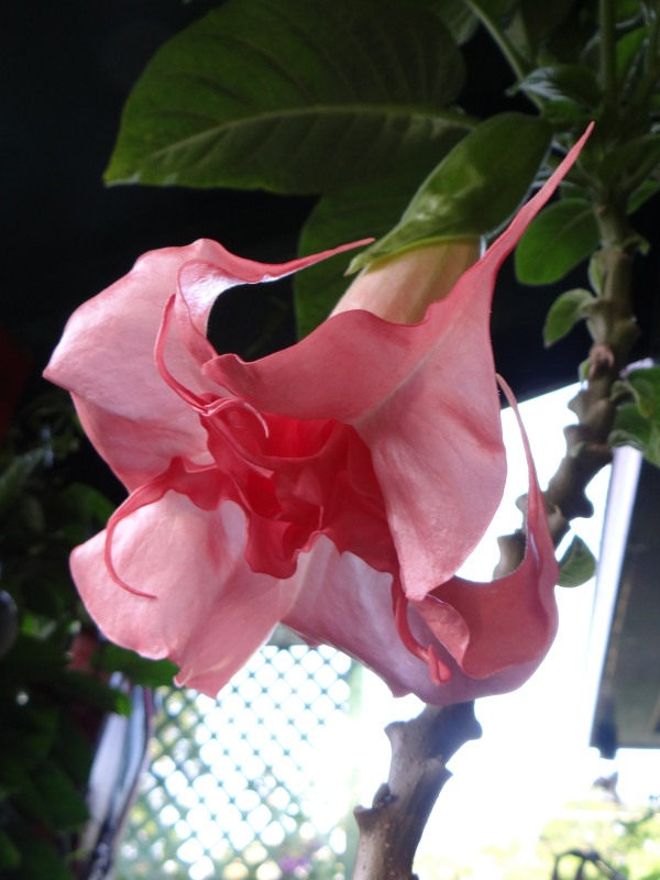 Brugmansia Ninotchka