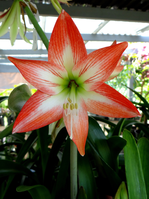 Amaryllis Arghya Angel Baby