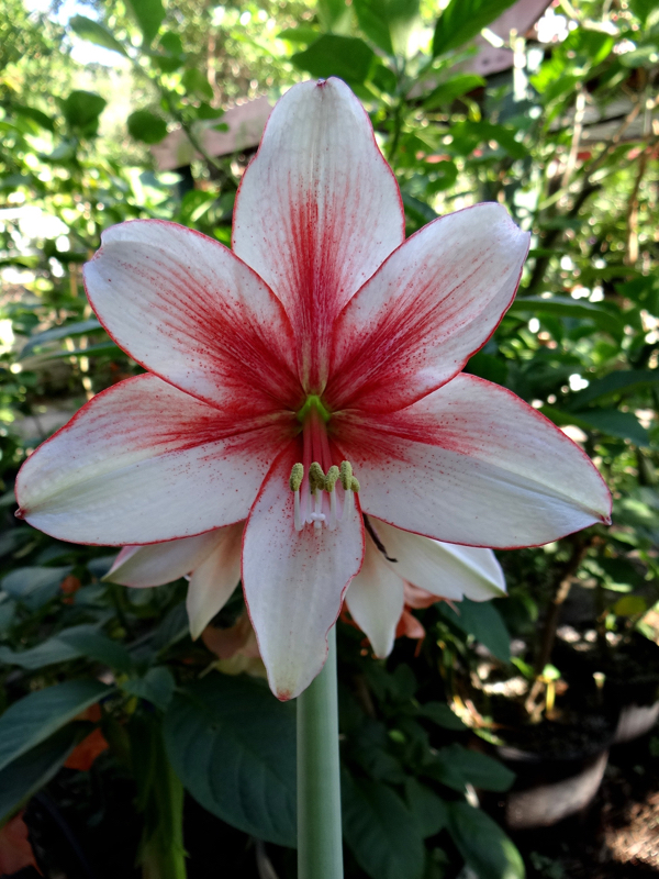 Amaryllis Arghya Pep-O-Mint
