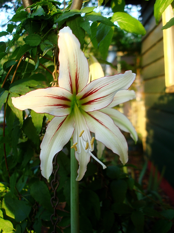 Amaryllis Arghya Louie