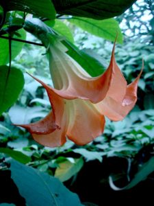 Brugmansia Cinnabar