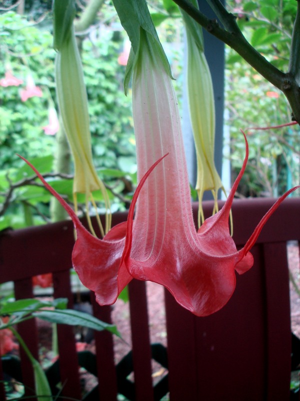 Brugmansia Fly Away Home