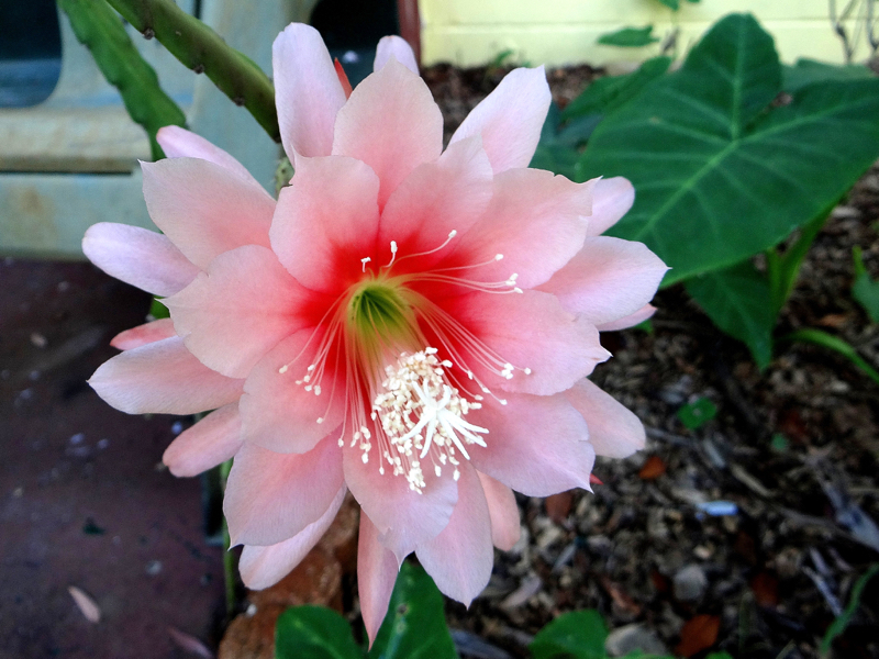 Epiphyllum Argus