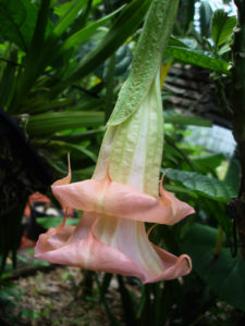 Brugmansia Berg Rose