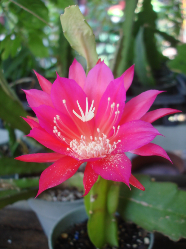 Epiphyllum Nichole Paetz