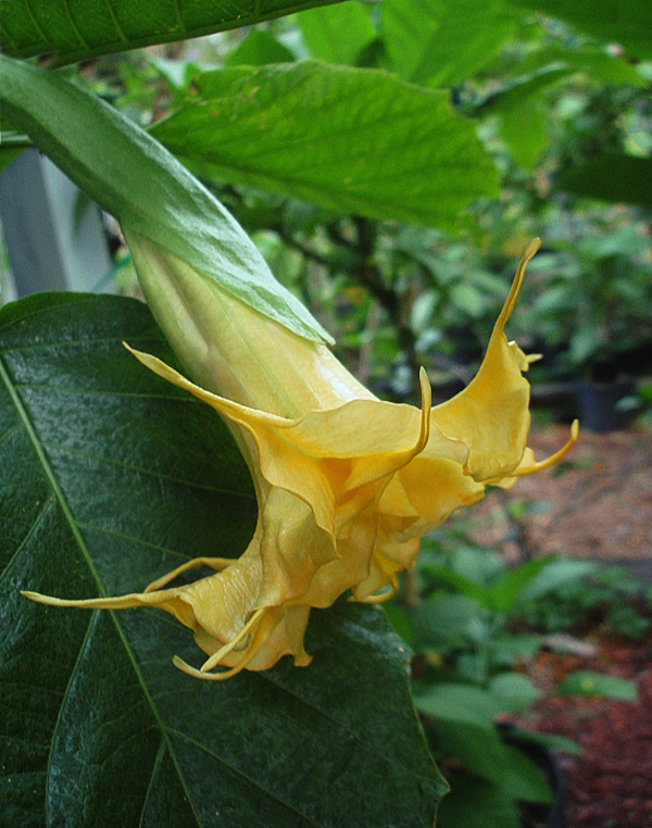 Brugmansia Noble Concubine