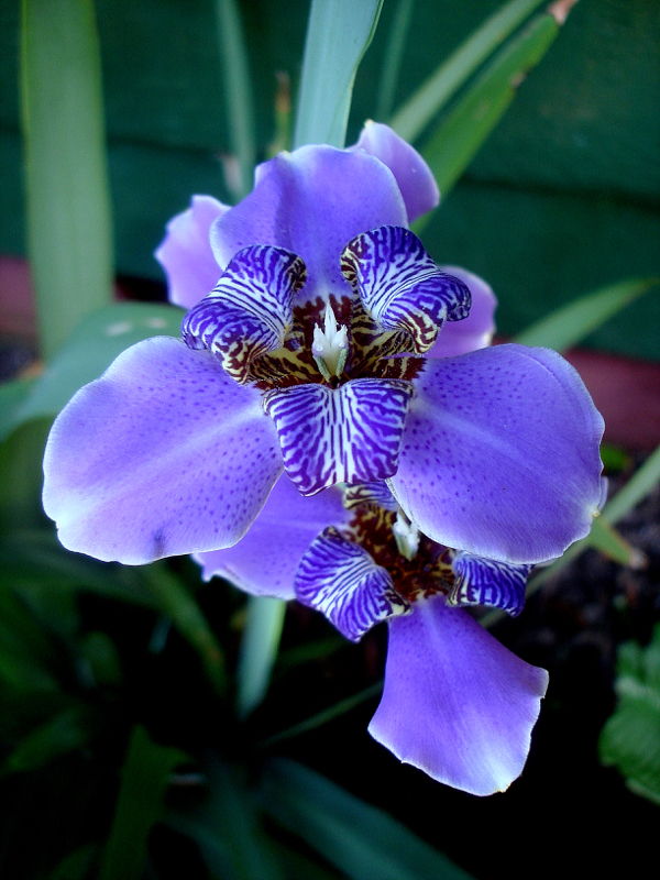 Iris Regina