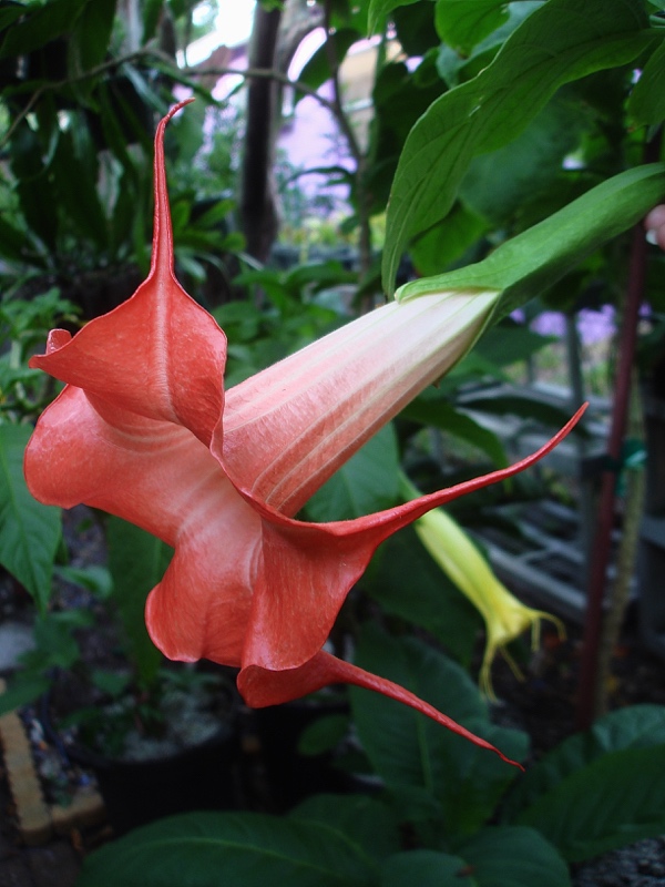 Brugmansia Ruby's Chandelier