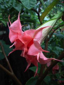 Brugmansia Cyril's Star