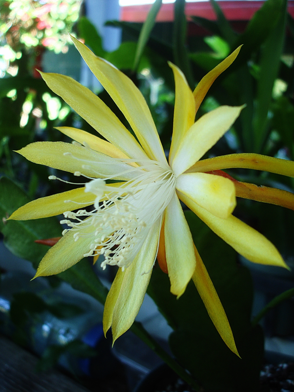 Epiphyllum Fruhlingsgold