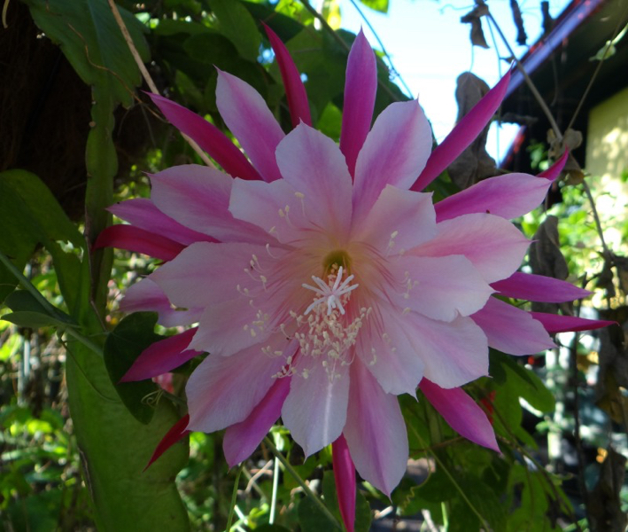 Epiphyllum Color Wheel