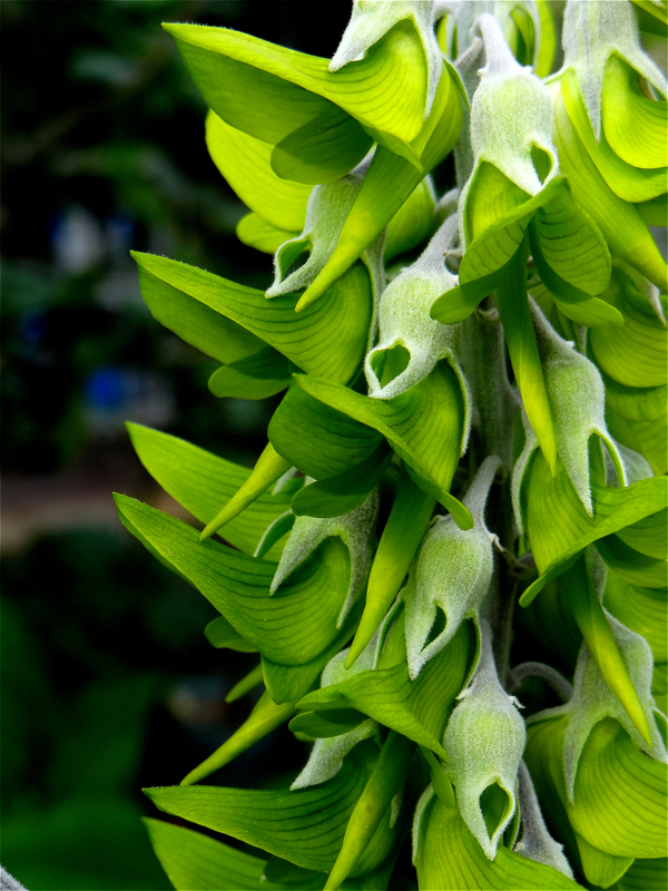 Crotalaria Cunninghamii