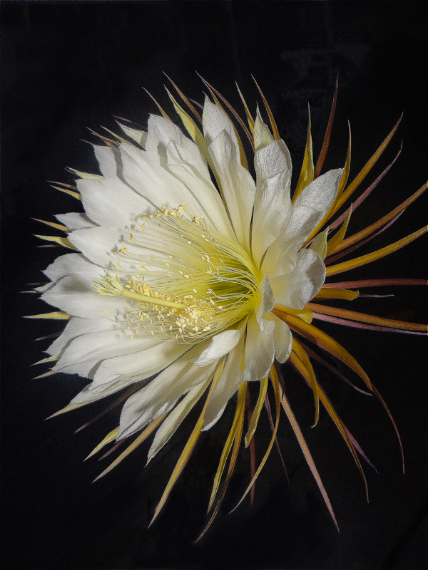 Epiphyllum Selenicereus Grandiflora