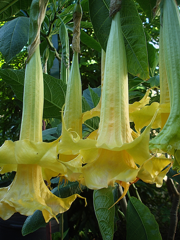 Brugmansia Dolas Goldtrompete