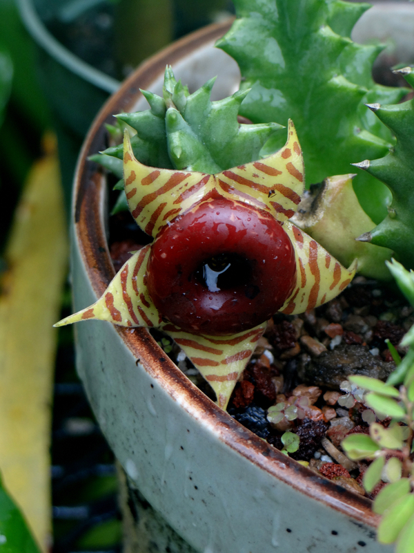 Huernia zebrina