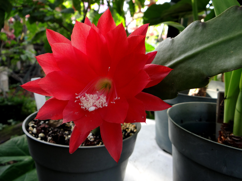 Epiphyllum Ackermanii