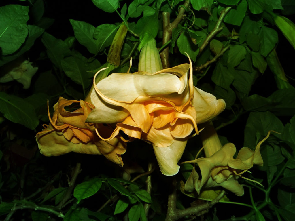 Brugmansia New Orleans Lady