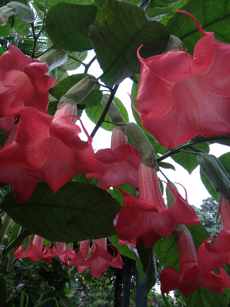 Brugmansia Mountain Magic