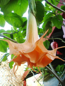 Brugmansia Angels Sunexplosion