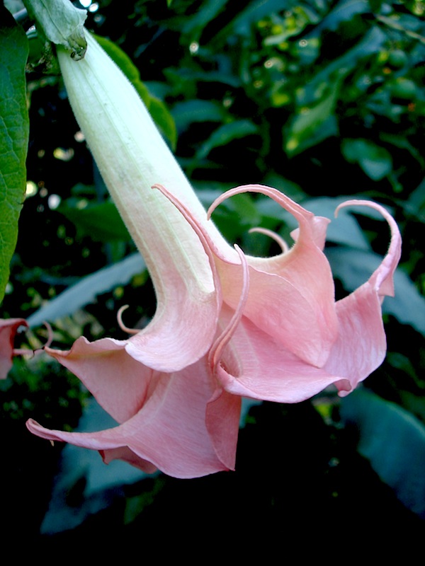 Brugmansia Double L'Amour