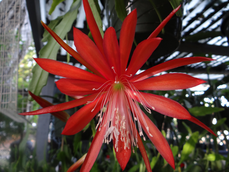 Epiphyllum Fluid Orange
