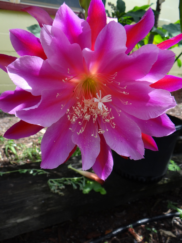 Epiphyllum Pegasus
