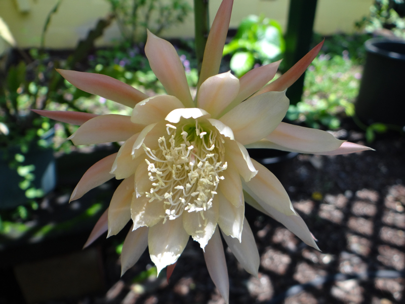 Epiphyllum Katie's Sweet Kiss