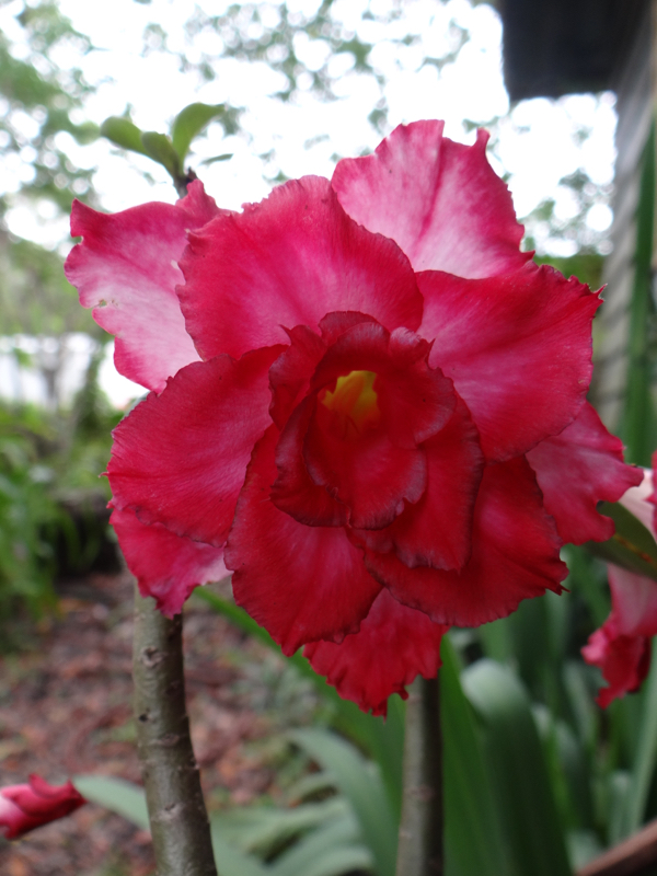 Red Rhumba