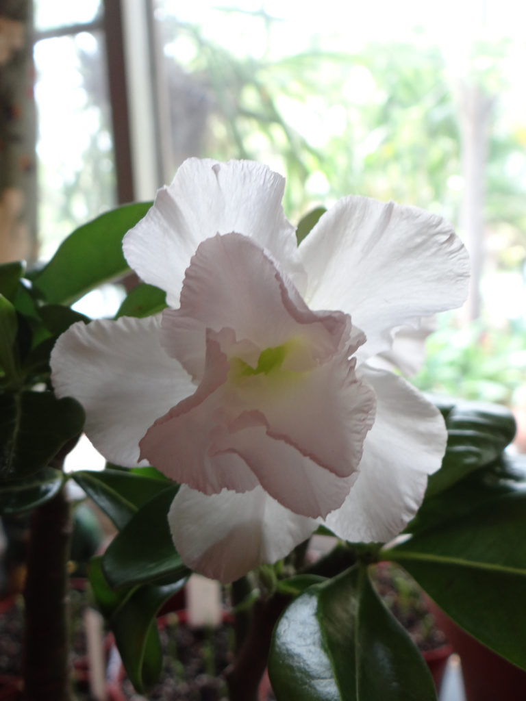 Double White
