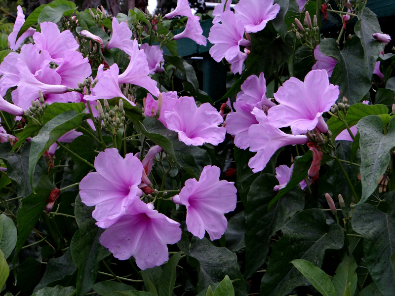 Morning Glory Tree